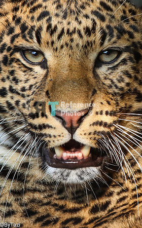Leopard close up