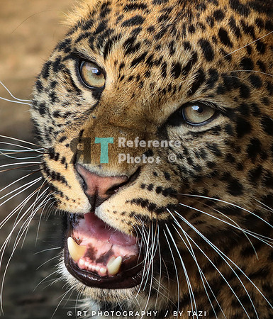 Leopard hissing