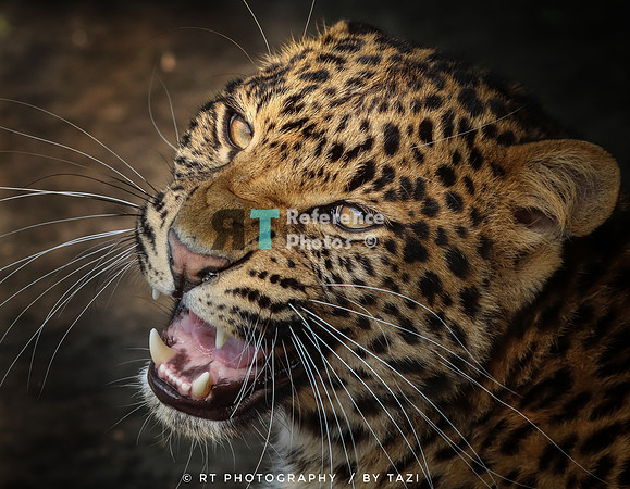 Leopard hissing