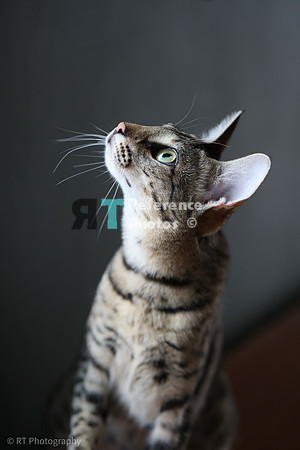 Savannah Cat 'Gaia' of Cattey Savval