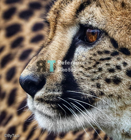 Cheetah profile