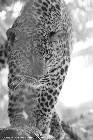 FREE unedited websize black&white version