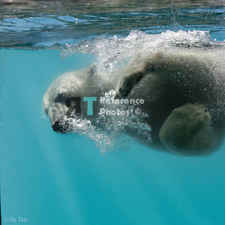 Polar bear under water