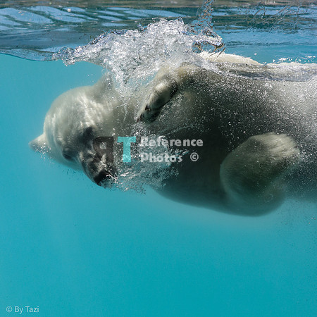 Polar bear under water