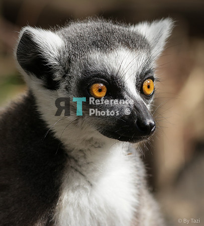 Ring-tailed lemur