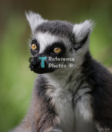 Ring-tailed lemur
