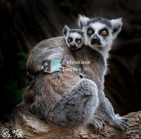 Ring-tailed lemur mother and baby