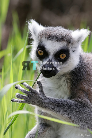 Ring-tailed lemur