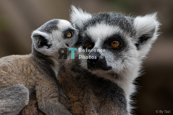 Ring-tailed lemur baby kissing mum