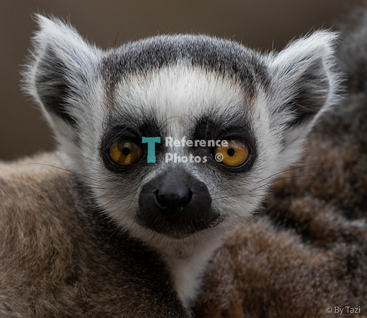 Ring-tailed lemur (juvenile)