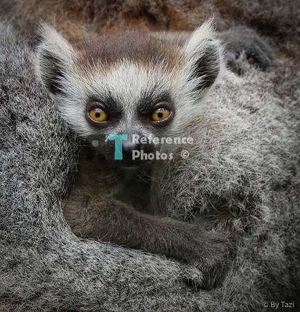 Ring-tailed lemur baby