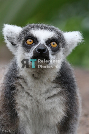 Ring-tailed lemur