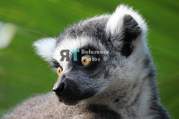 Ring-tailed lemur