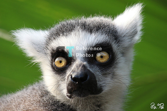 Ring-tailed lemur