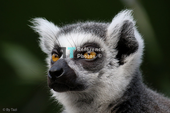 Ring-tailed lemur
