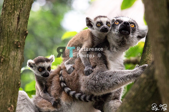 Ring-tailed lemur with twins  (note: slightly grainy)