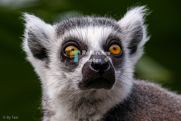Ring-tailed lemur