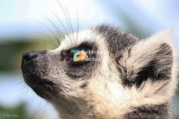 Ring-tailed lemur