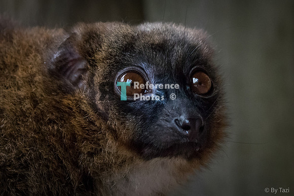 Red bellied lemur