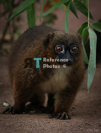 Red bellied lemur