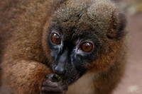 Red bellied lemur