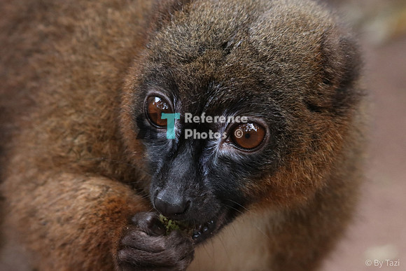 Red bellied lemur