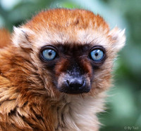 Blue-eyes lemur