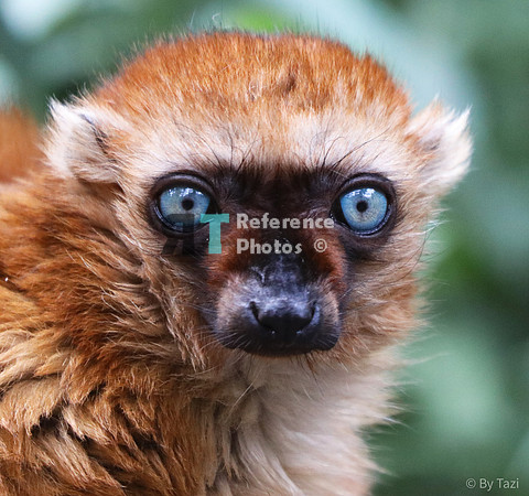 Blue-eyes lemur