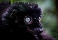 Blue-eyes lemur