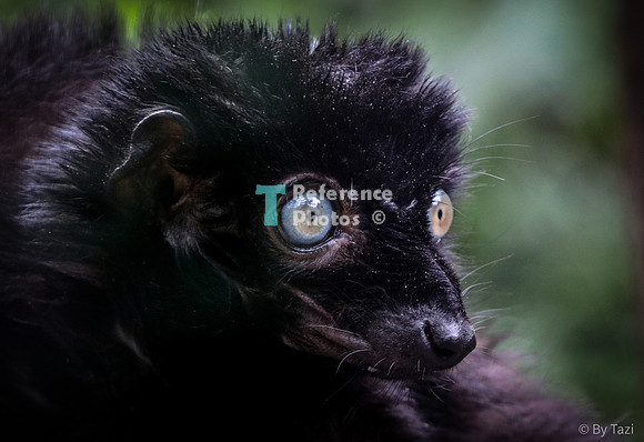 Blue-eyes lemur