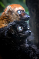 Blue eyes monkeys