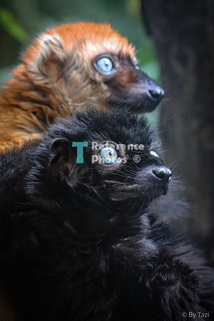 Blue eyes monkeys