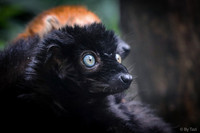 Blue-eyes lemur