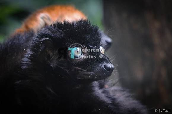 Blue-eyes lemur