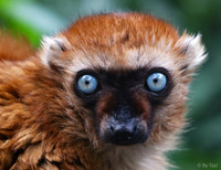 Blue-eyes lemur