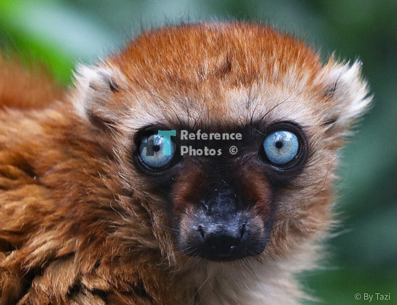 Blue-eyes lemur