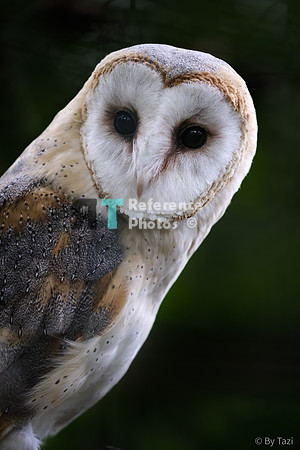 Barn owl