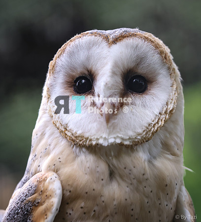 Barn owl