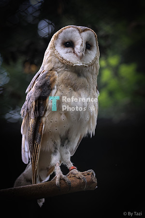 Barn owl