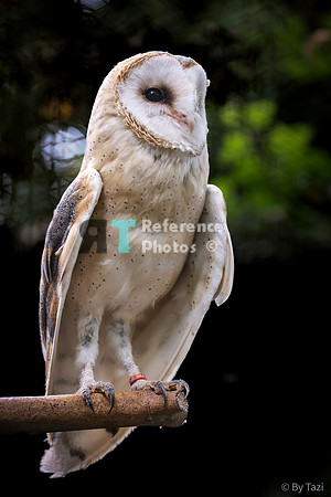 Barn owl
