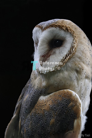 Barn owl
