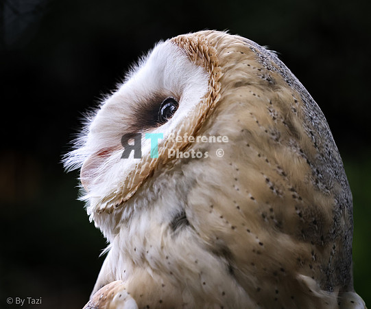 Barn owl