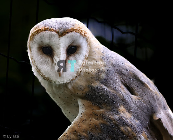 Barn owl