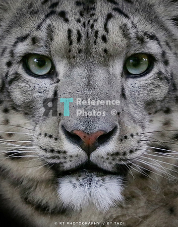 Snow leopard close up