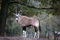 Gemsbok / South African Oryx