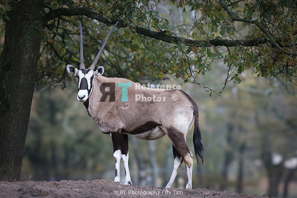 Gemsbok / South African Oryx