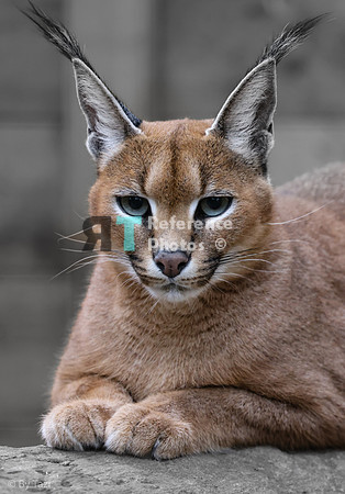 Caracal