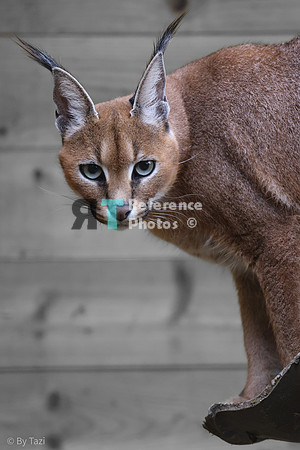 Caracal