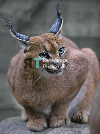 Caracal