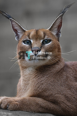 Caracal
